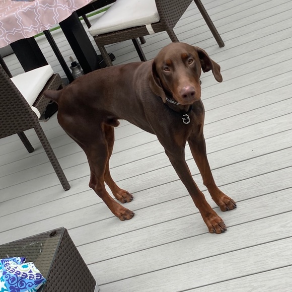 Meet your Posher, Audrey - Picture 7 of 10